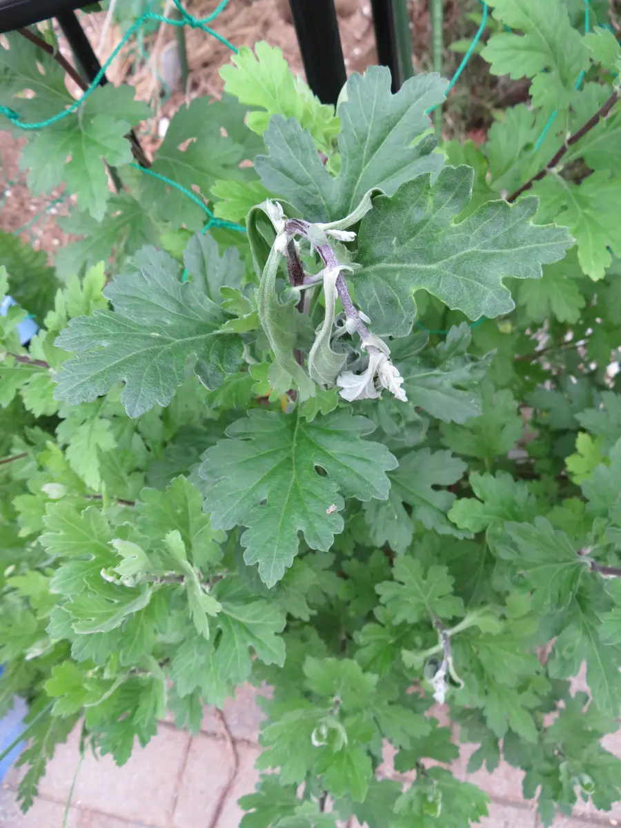 一輪の菊と、近寄る昆虫