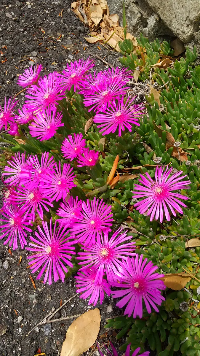 【中古】 雑草にも花が咲く 勝手に咲く花・雑草｜園芸日記byぼんやりmamou｜みんなの趣味の園芸