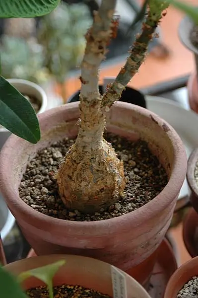 サンゴアブラギリ 苗 観葉植物