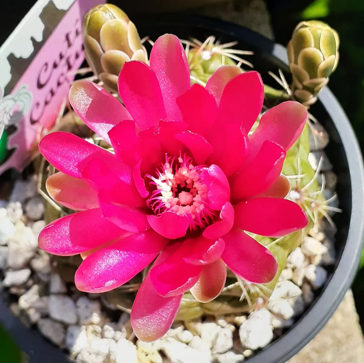 【現品.つぼみ付き】多肉植物　花サボテン　0206 宇宙人みたい💖サボテンのつぼみ。｜園芸日記by礼子｜みんなの趣味の