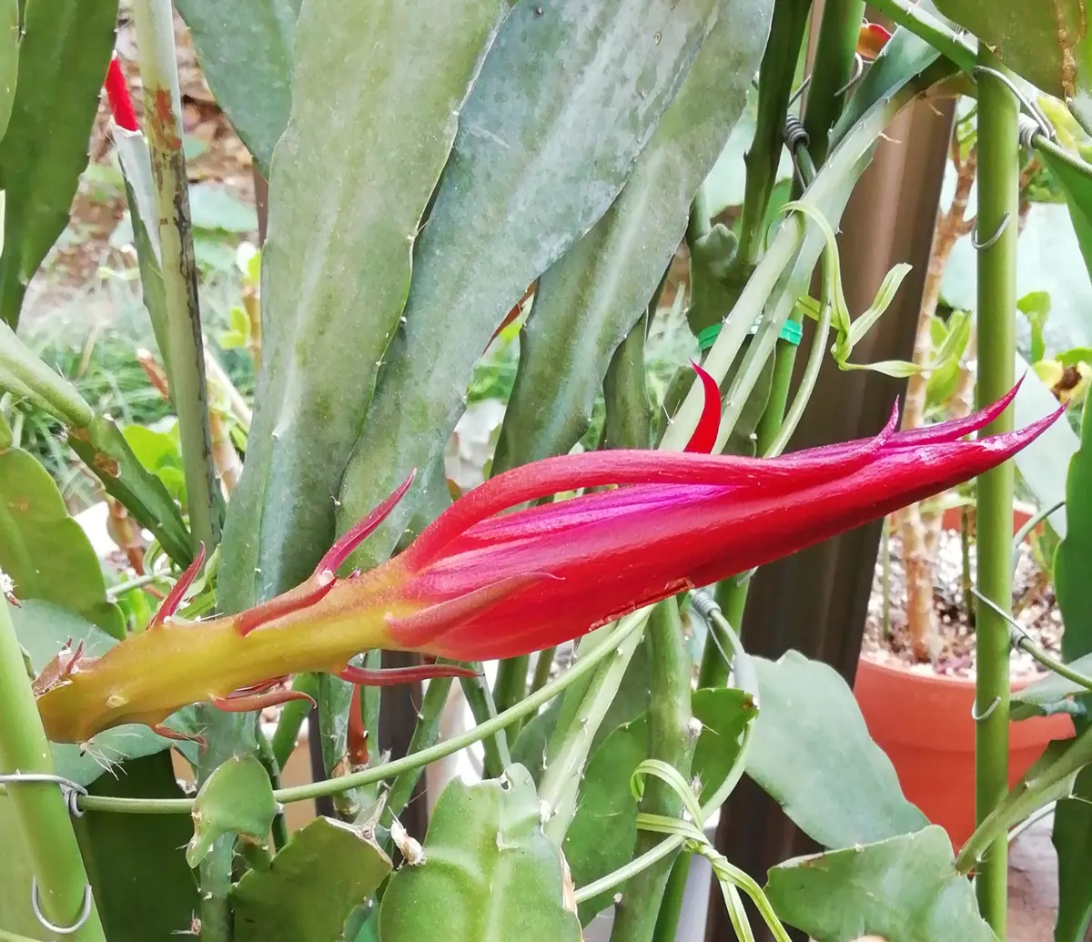 黄緑色の花　クジャクサボテン　接ぎ木 楽天市場】クジャクサボテン（孔雀仙人掌） ツタンカーメン