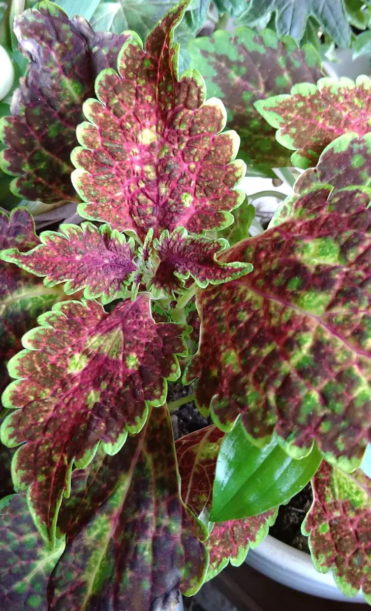 家の中で冬越しした挿し木のコリウス その後｜園芸日記byグレェーチカ