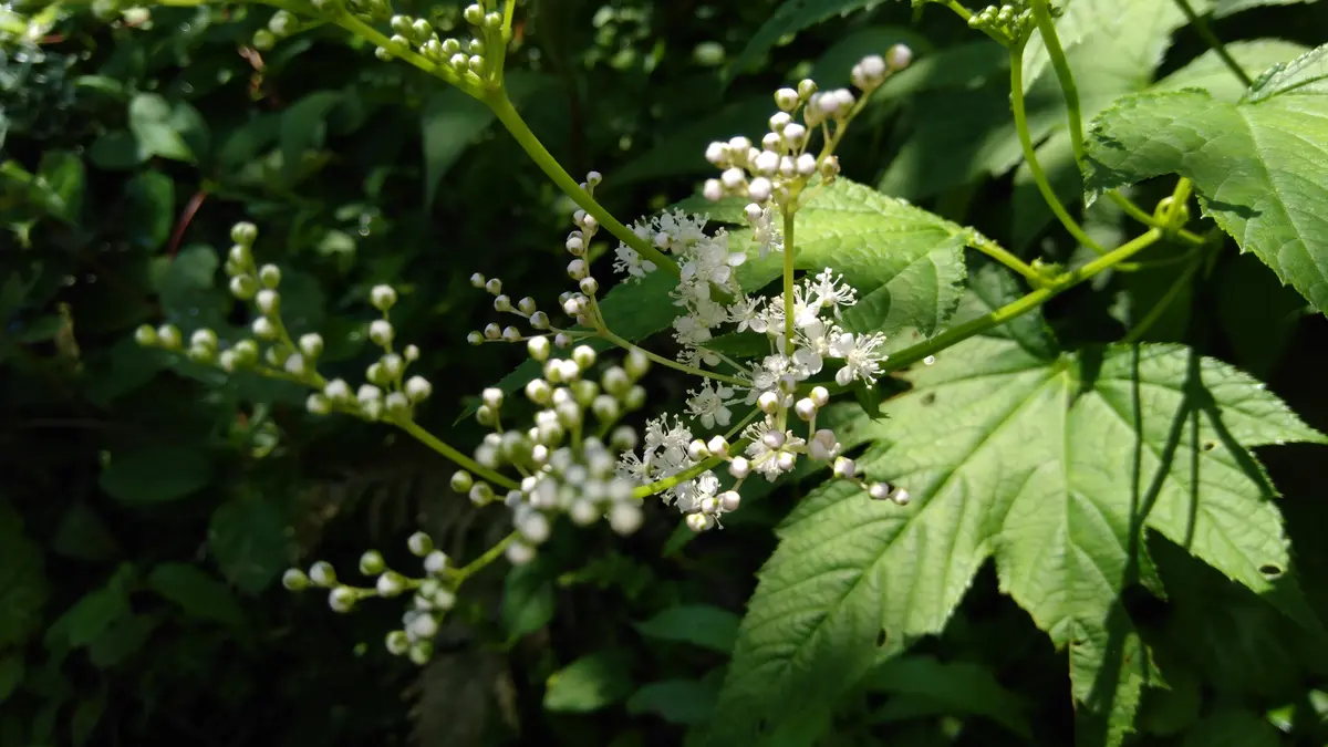 庭の花いろいろ｜園芸日記byshinji70｜みんなの趣味の園芸｜955953