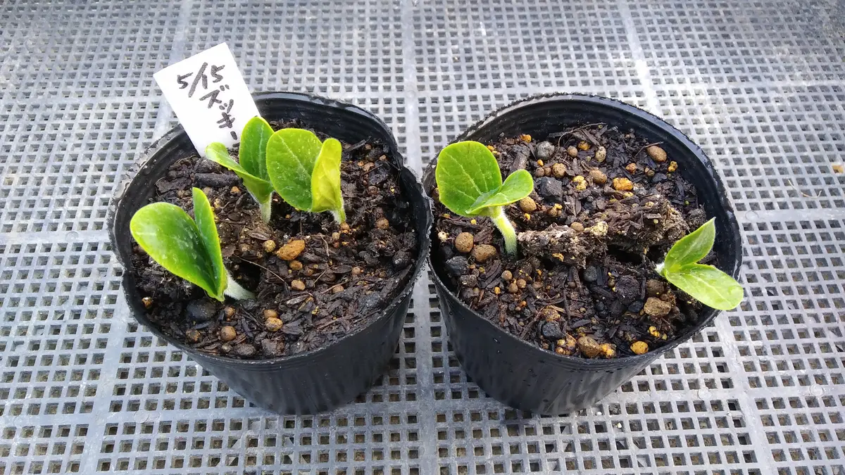 発芽 発芽🌱(ズッキーニ・ひよこ豆)｜園芸日記byアンジェリーナ｜みんなの