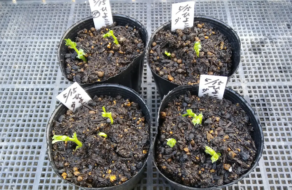 発芽 発芽🌱(ズッキーニ・ひよこ豆)｜園芸日記byアンジェリーナ｜みんなの