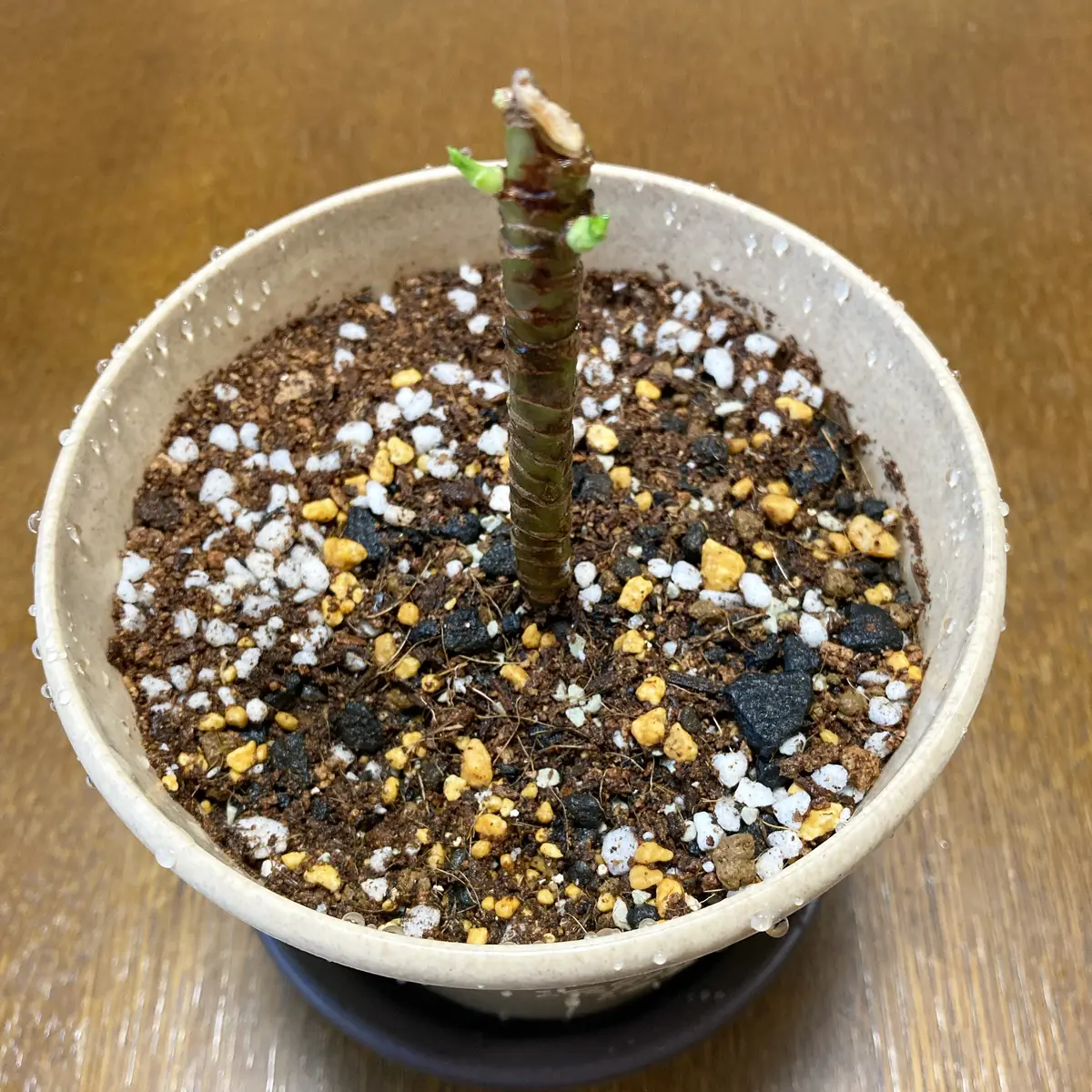 観葉植物 コルジリネ・ターミナリスパープルコンパクタ 8号鉢 120センチ 現物 観葉植物 コルジリネ・ターミナリスパープルコンパクタ 8号鉢 120