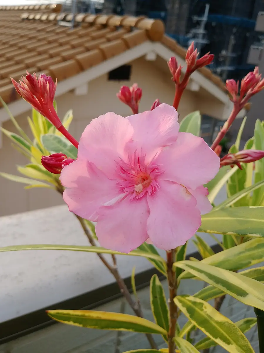 斑入り夾竹桃が開花し始めました。｜園芸日記by富山昌克（トミー
