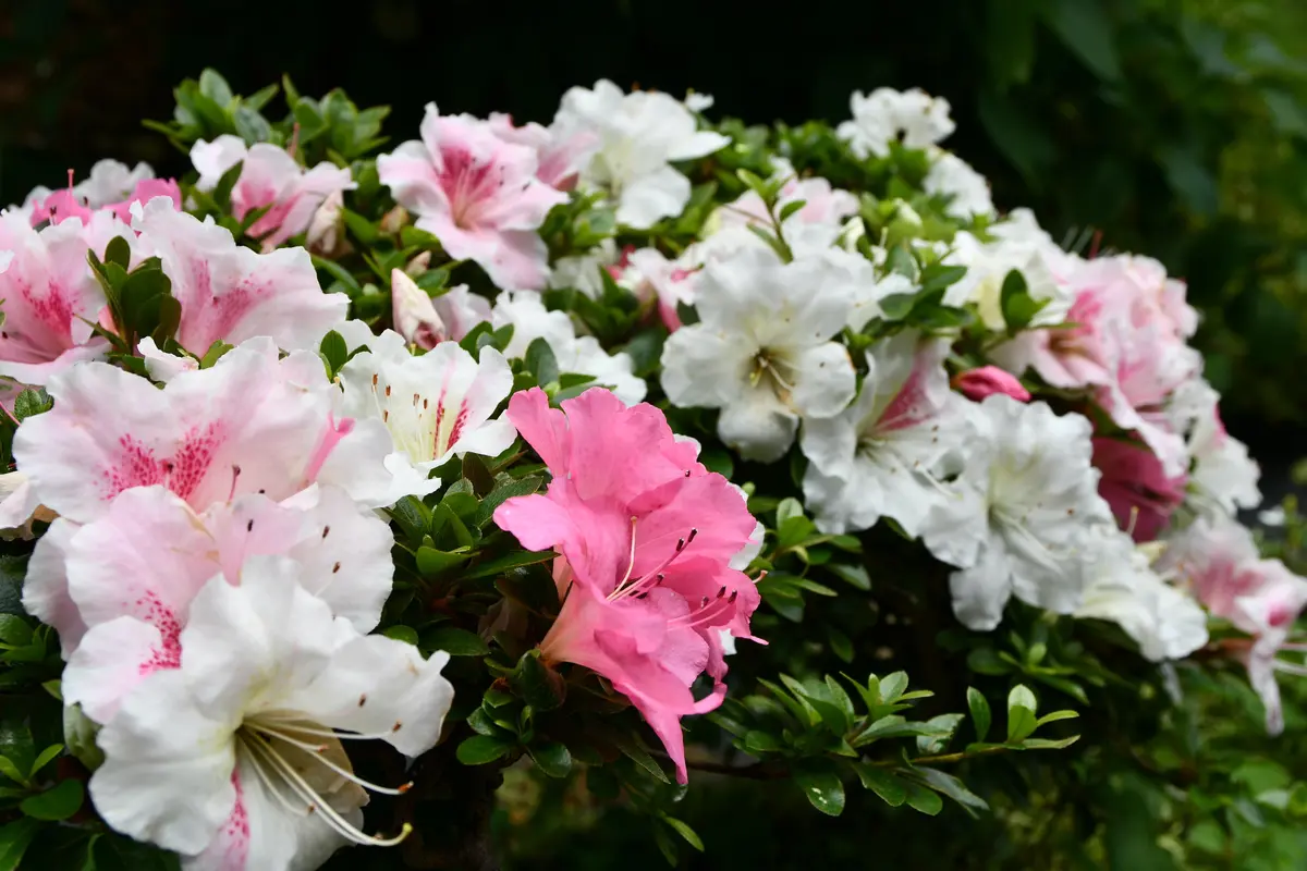 咲き分けのツツジ｜園芸日記byあけゆくや｜みんなの趣味の園芸｜957075