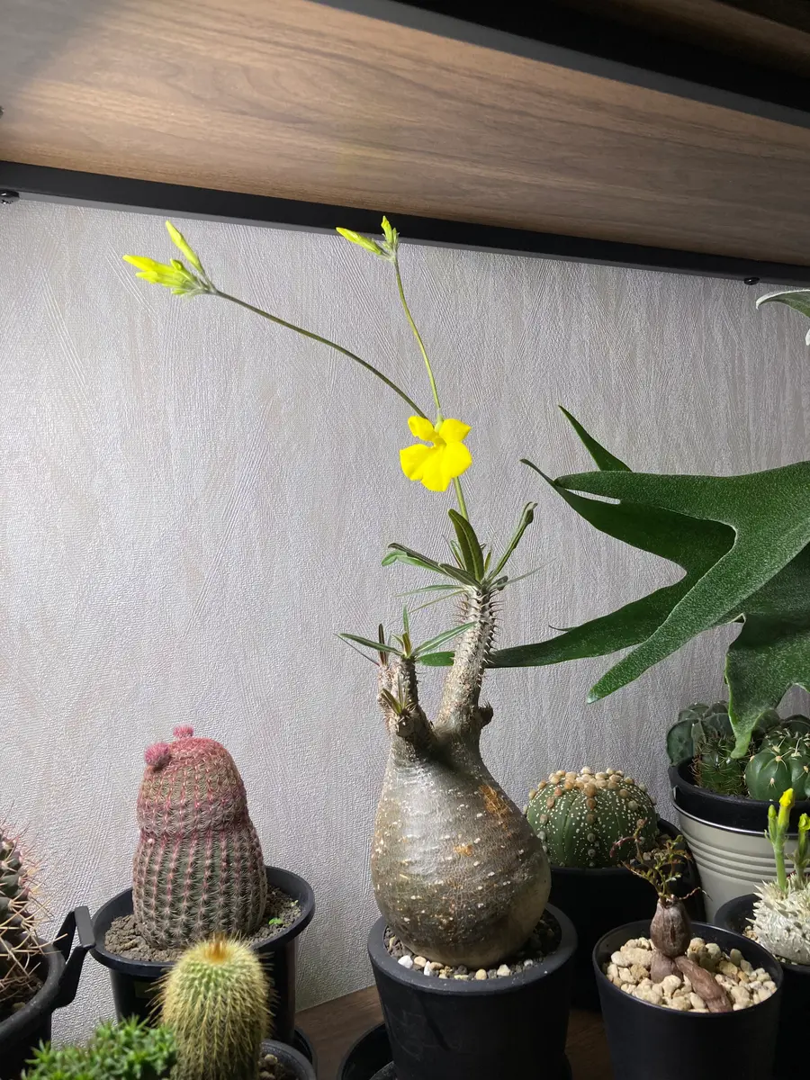 【超特価sale開催】  花芽が出てきました。休眠明け グラキリス多頭 パキポディウム 塊根植物・コーデックス