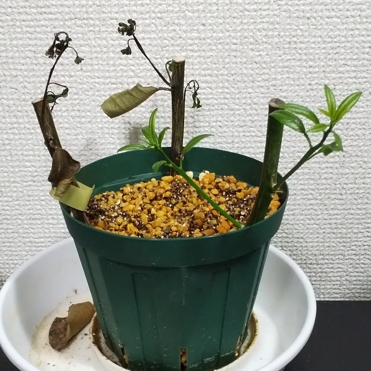 挿し木｜園芸日記by庭民｜みんなの趣味の園芸｜957256
