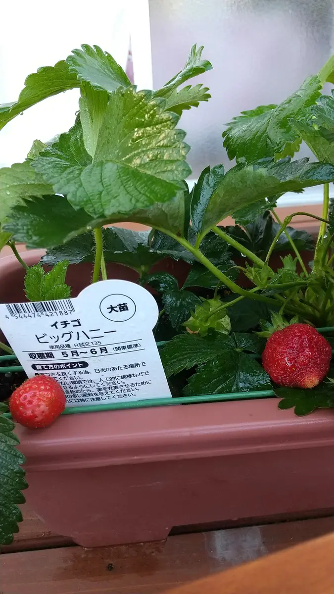 試練の苺出来ました‼️💦｜園芸日記byミサやん｜みんなの趣味の園芸