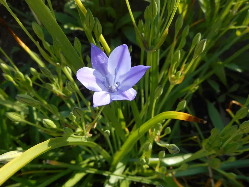 昔からのアマリリス(^^♪｜園芸日記by愛は花。｜みんなの趣味の