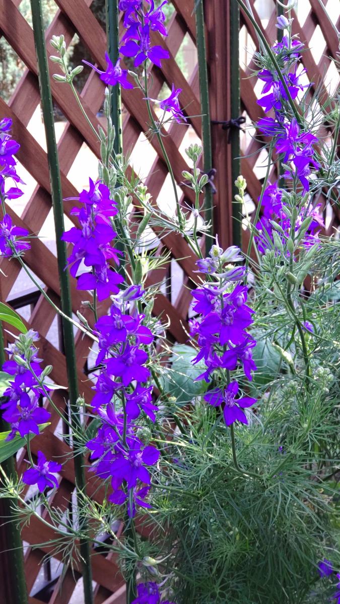 夏 紫 の 花