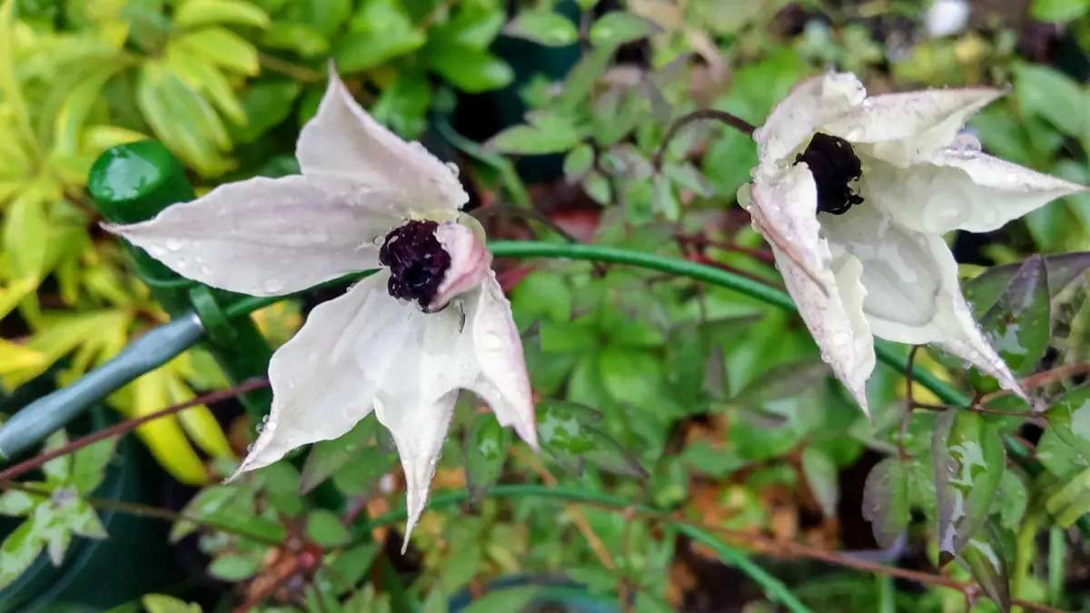 超希少 クレマチス ホワイト・ライト(白い流星) 苗