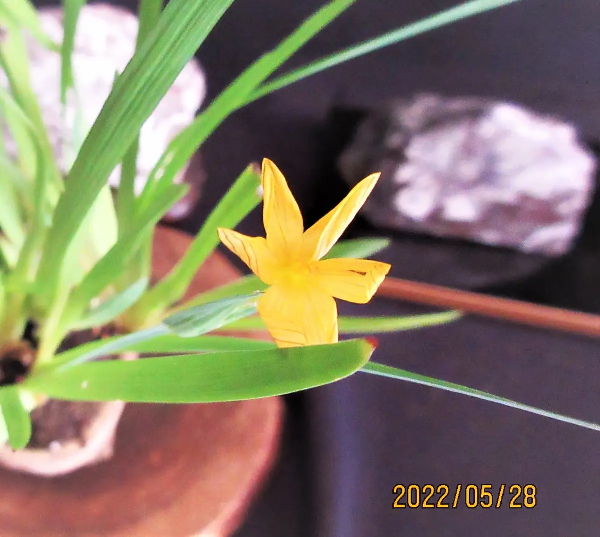 山野草『岩アヤメ』は盆栽の添えになるかな？｜園芸日記bymeika