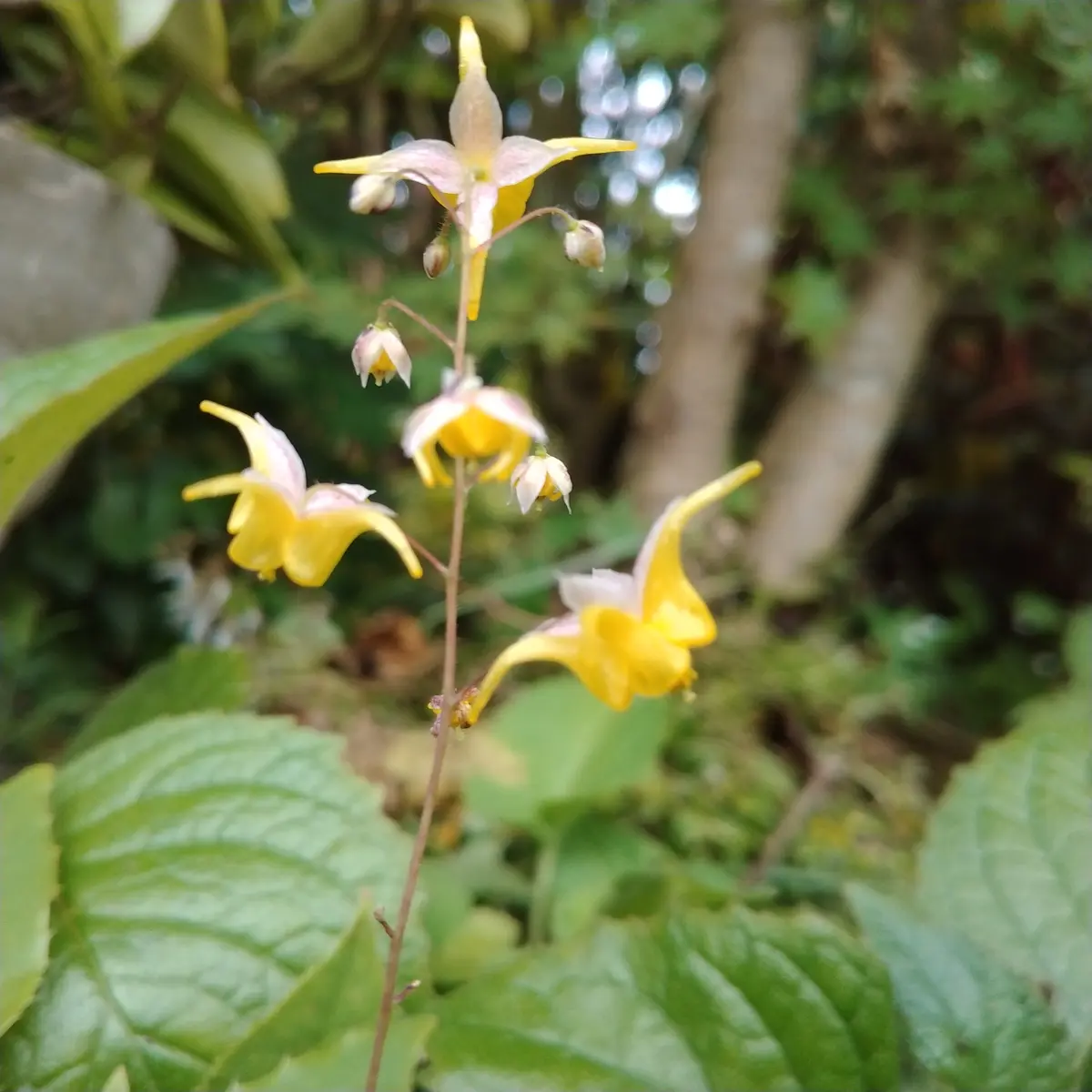 我が家の山野草♬｜園芸日記by猫のハッチ｜みんなの趣味の園芸｜958527