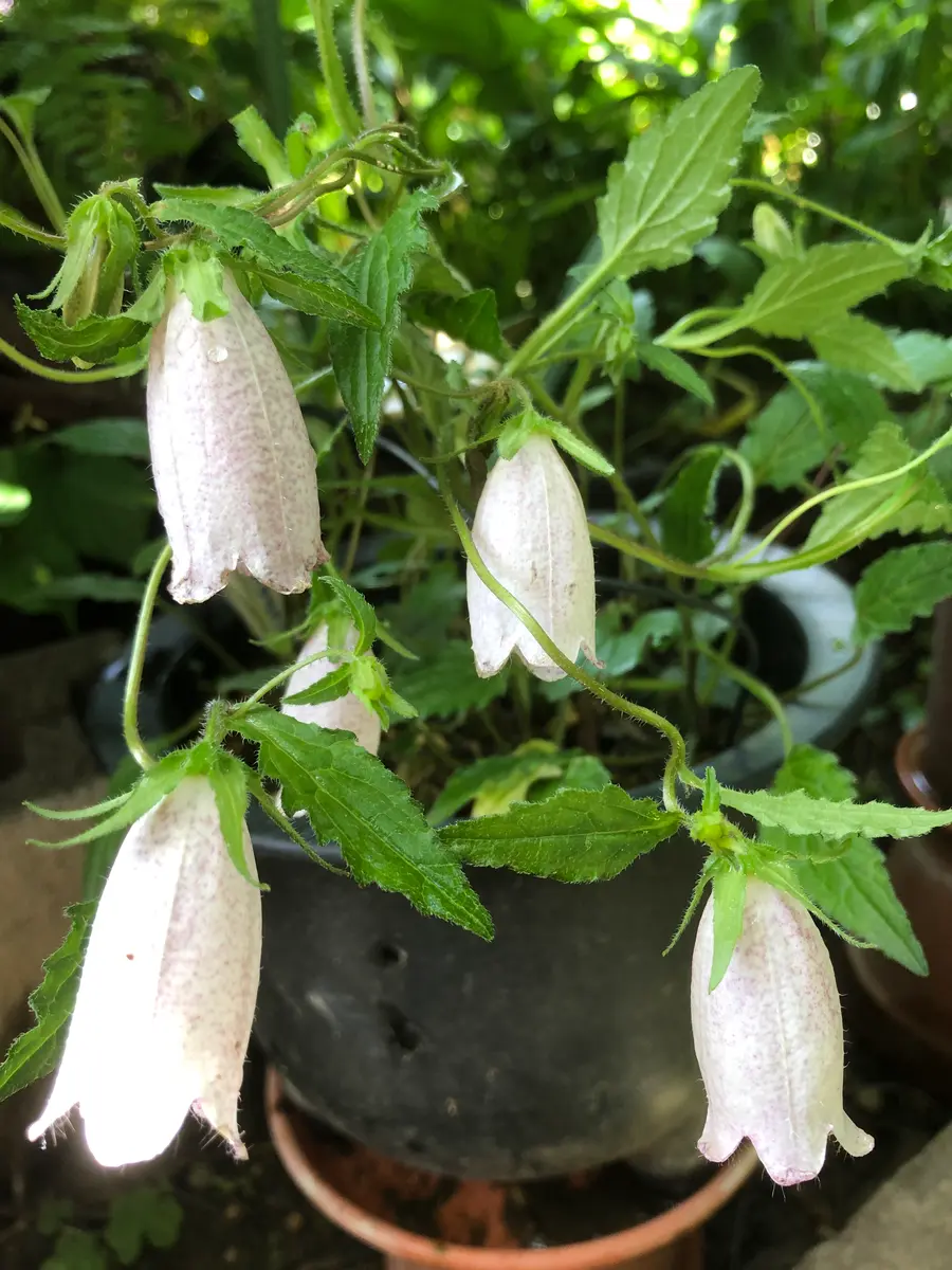 白花ホタルブクロ苗5株（宿根草） （ホタルブクロウが咲いています 