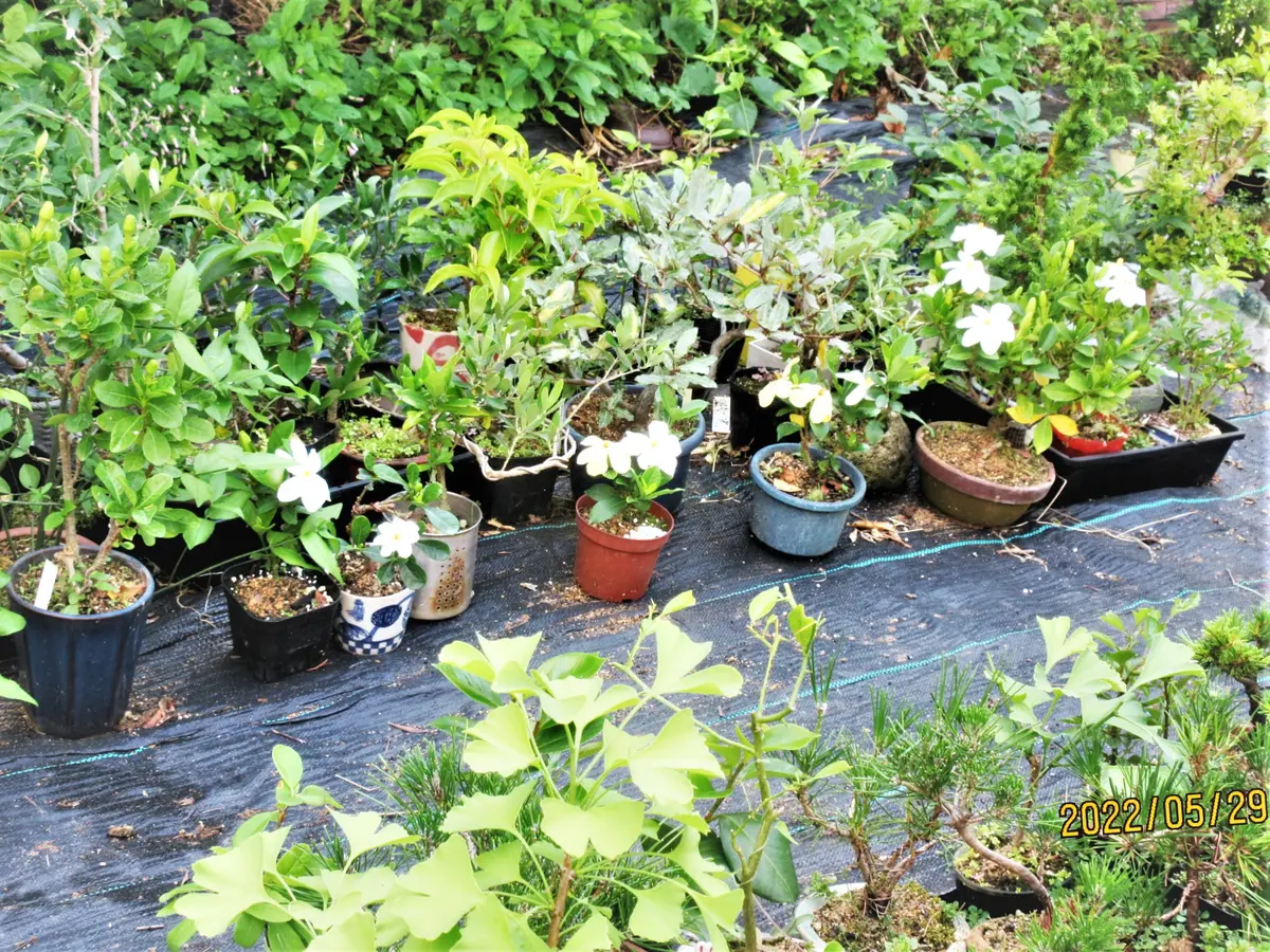 盆栽 クチナシ　根本極太約5cm　花目3個 盆栽 クチナシ 根本極太約5cm 花目3個
