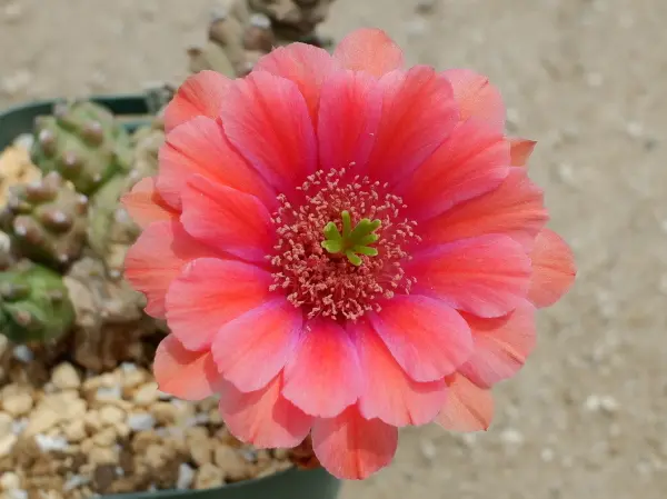 オレンジ花サボテン｜園芸日記bykaketo｜みんなの趣味の園芸｜958853