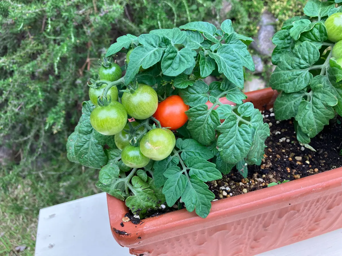 プランター用ミニトマト｜園芸日記byはたあきひろ｜みんなの趣味の園芸