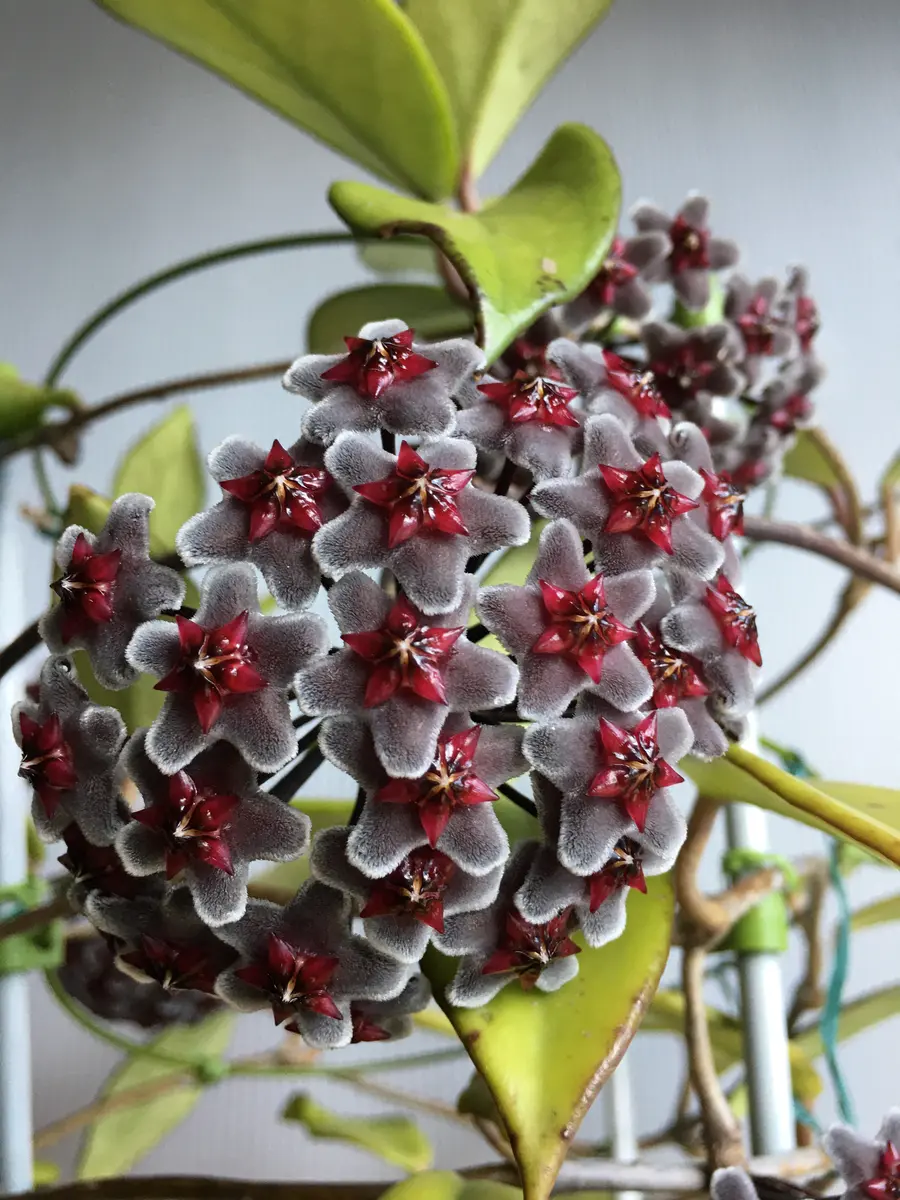 ホヤ ロイヤルハワイアンパープル ① ホヤ ロイヤルハワイアンパープル