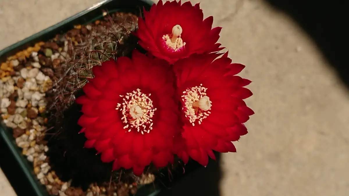 赤い花🌵と黄色の花🌵｜園芸日記byおっこうちゃん｜みんなの趣味