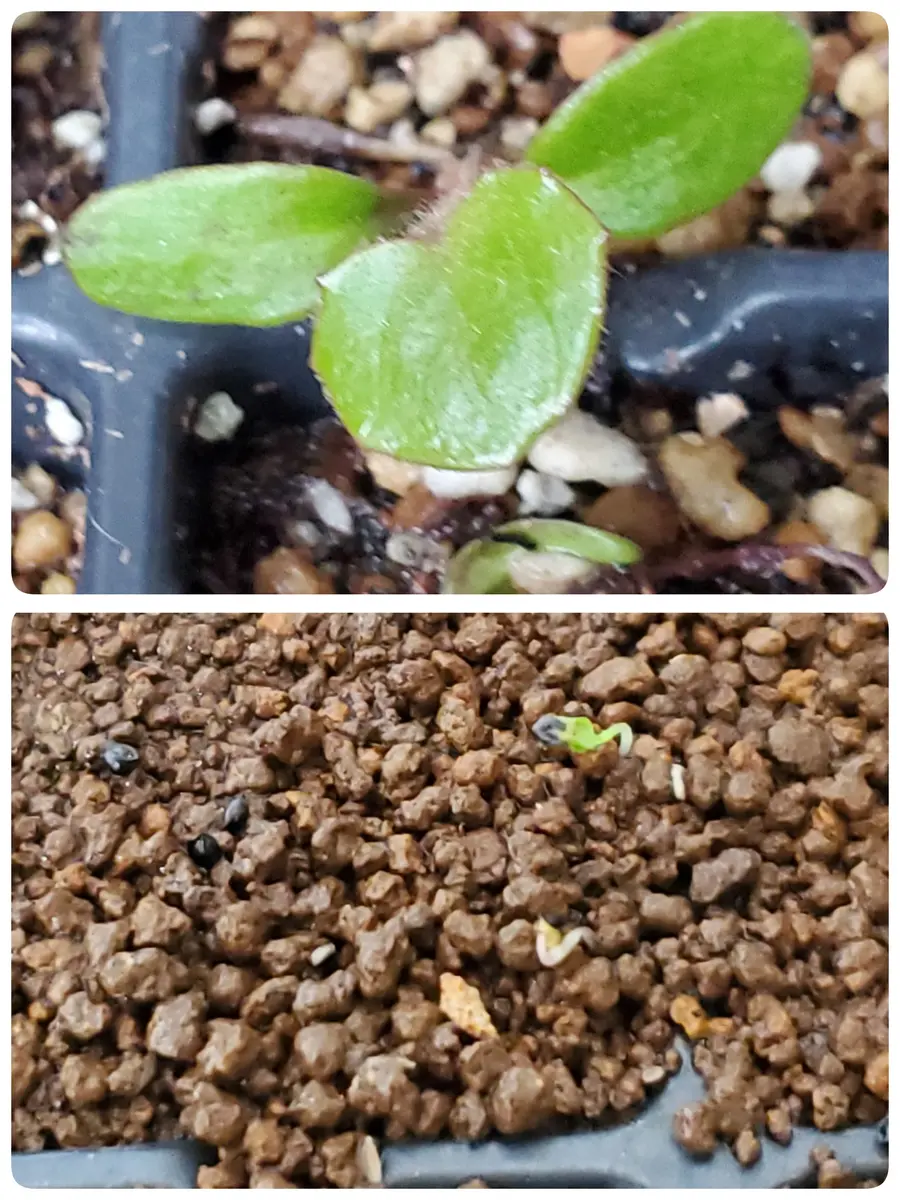 発芽？ それとも雑草？｜園芸日記byたにくっちゃん(旧:エアー