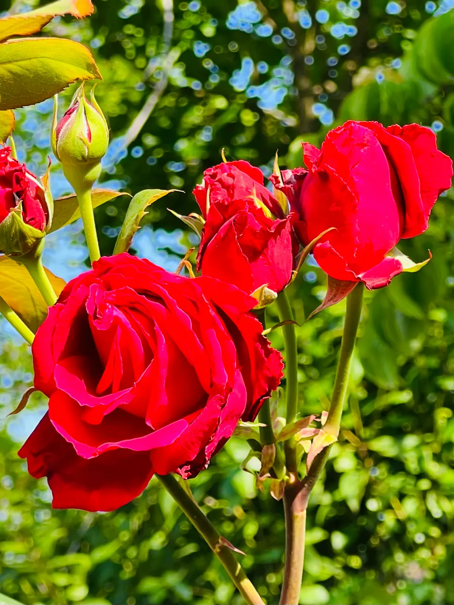 バラ苗 ゆきこ トゲなし 3 オールドスムージー｜園芸日記byモエ