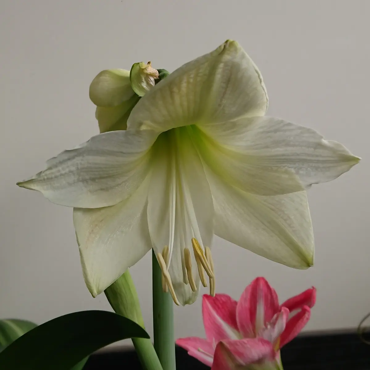 真紅のアマリリス | コタブロ日記 多肉植物・ヤシ・蘇鉄・猫好き
