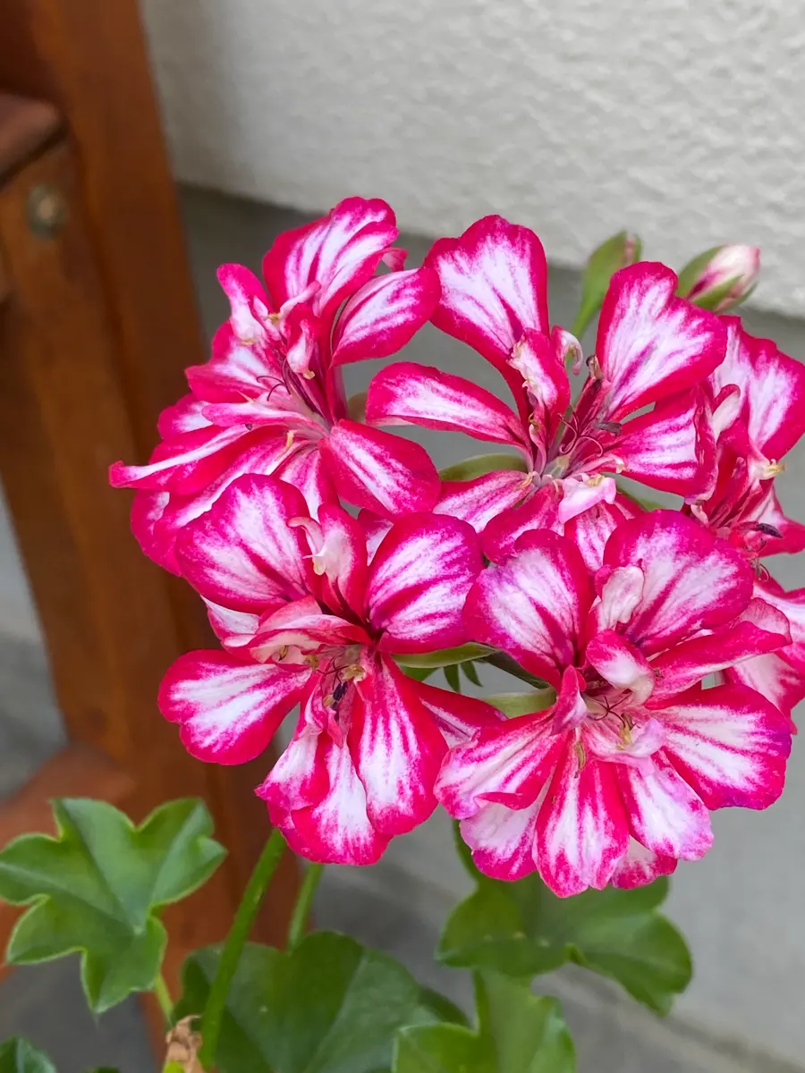 小さな赤い花('06中国/伊) 105831948-flower-with-small-
