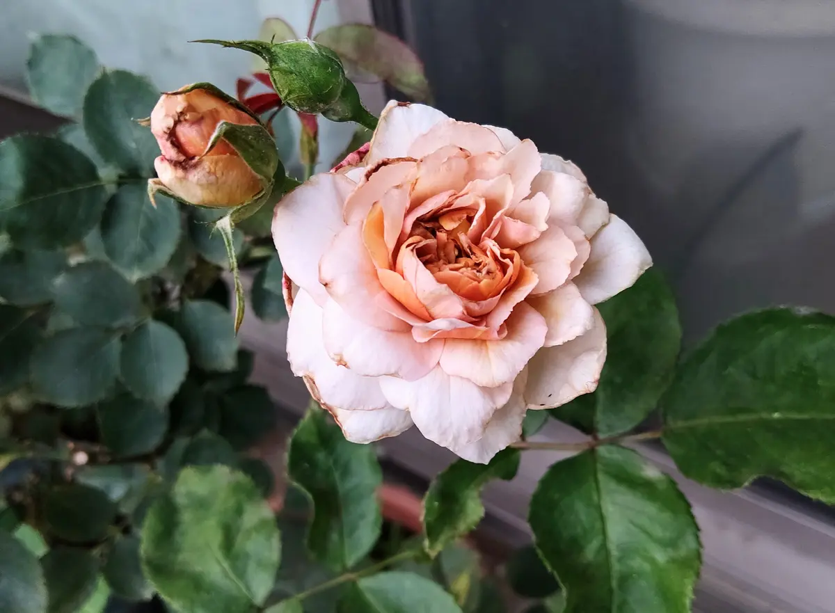 シャルロットペリアン💕|園芸日記bywakaba|みんなの趣味の園芸 シャルロットペリアン💕|園芸日記bywakaba|みんなの趣味の園芸