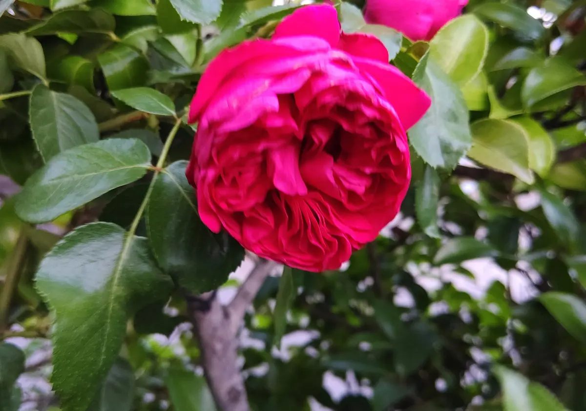 シャルロットペリアン💕|園芸日記bywakaba|みんなの趣味の園芸 シャルロットペリアン💕|園芸日記bywakaba|みんなの趣味の園芸