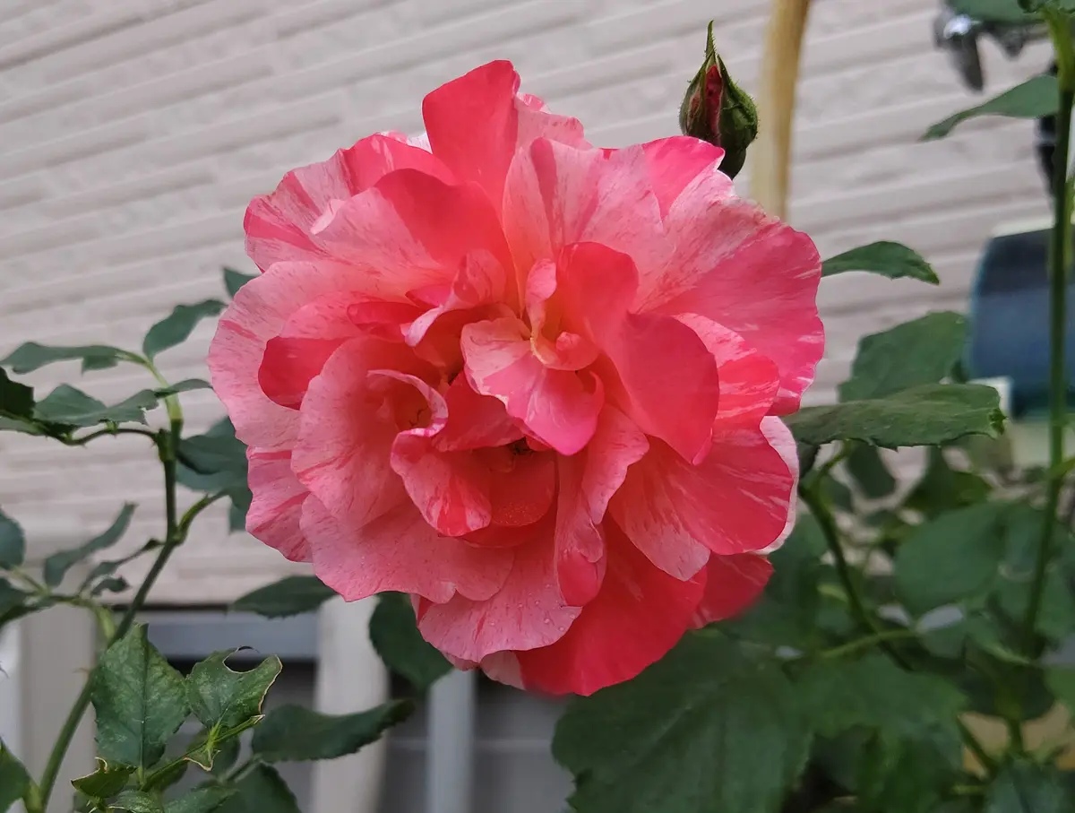 シャルロットペリアン💕|園芸日記bywakaba|みんなの趣味の園芸 シャルロットペリアン💕|園芸日記bywakaba|みんなの趣味の園芸
