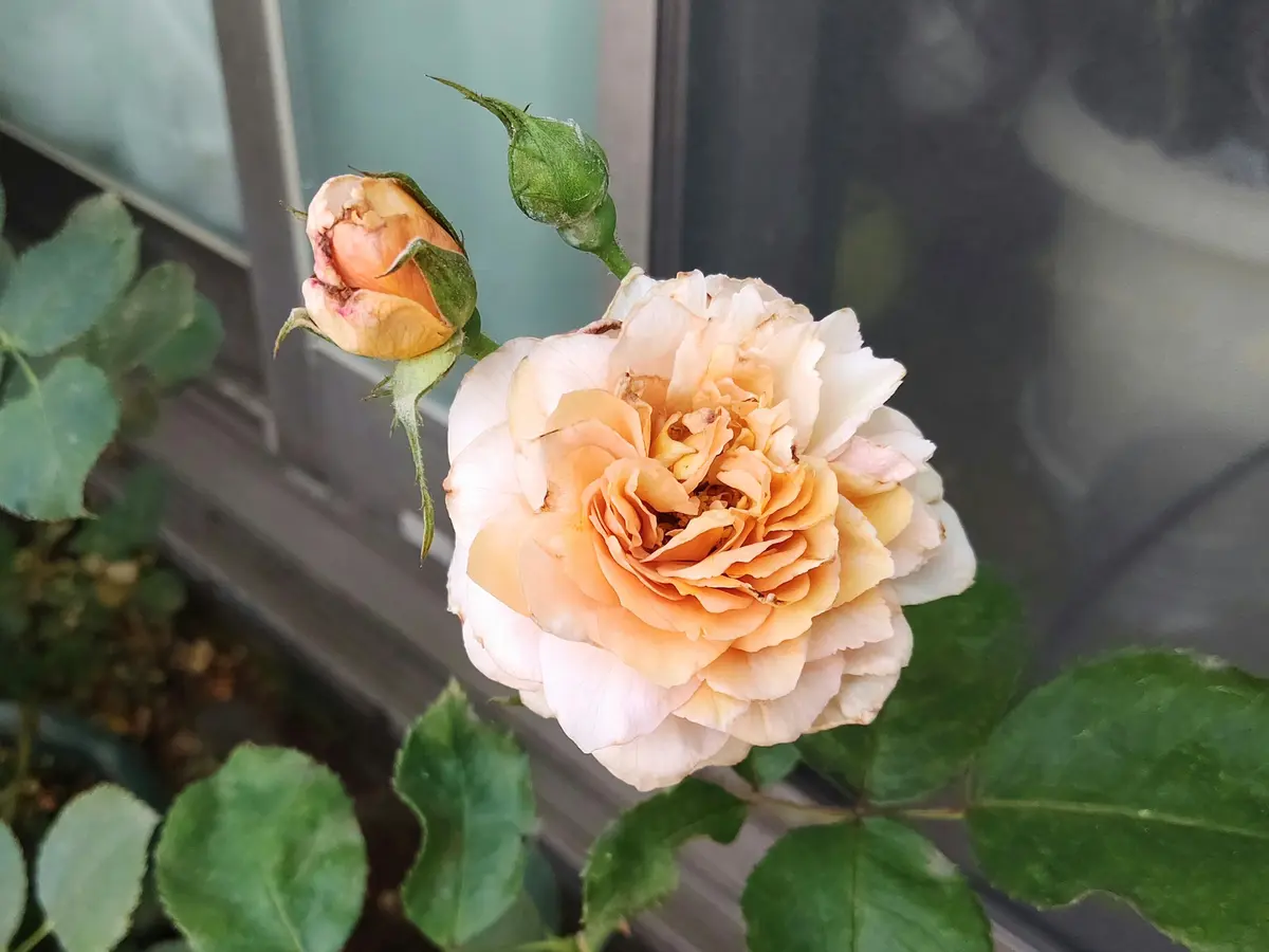 s*r様 正規品　和バラ　wabara シャルロットペリアン　バラ苗　接ぎ木苗 ROSE CHARLOTTE PERRIAND – WABARA online store