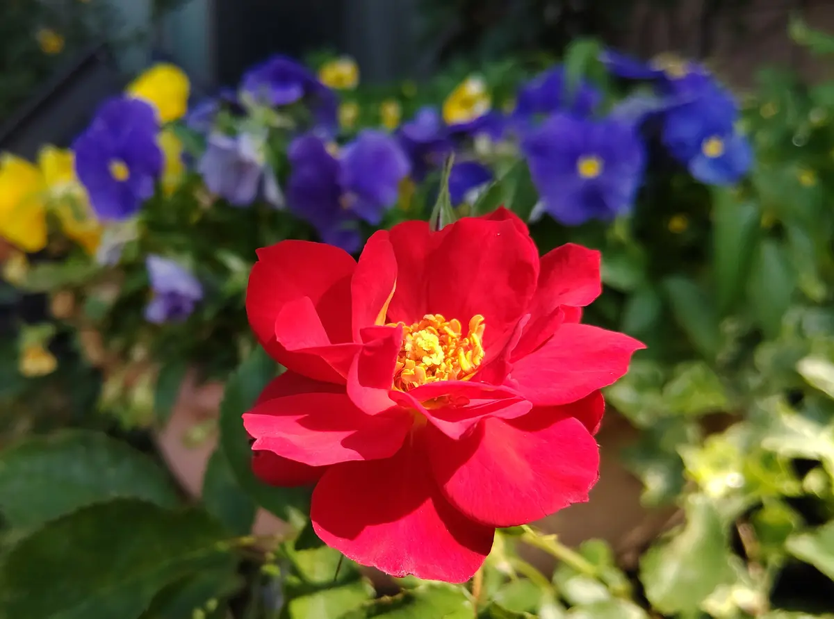 和ばらシャルロットペリアン2日目、ひいろ、紫陽花｜園芸日記bywakaba