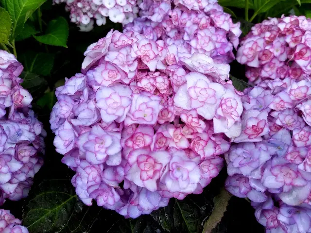 華やかな覆輪紫陽花 ce2c5fbaf2331b36d3783b0fdedff0