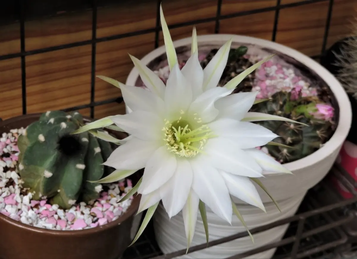 🌵サボテン刺無短毛丸の花｜園芸日記byロッキー｜みんなの趣味の