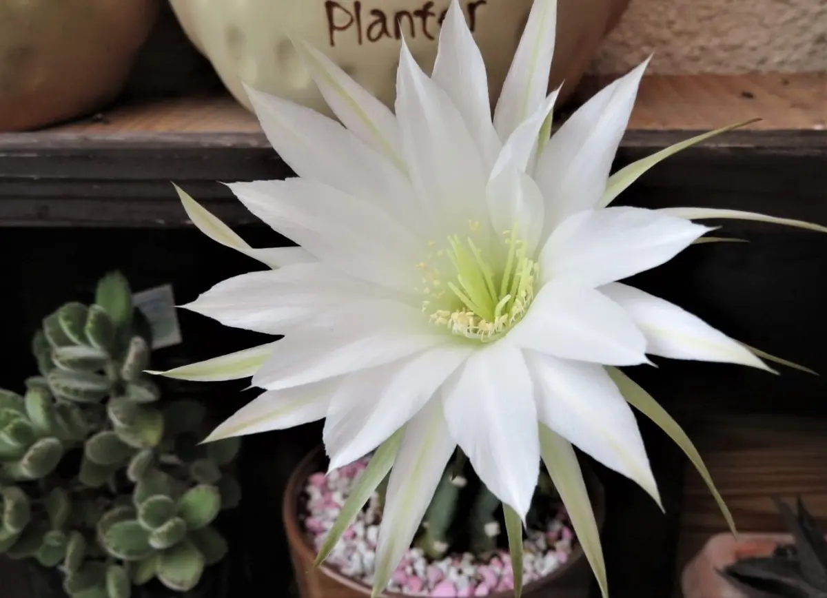 🌵サボテン刺無短毛丸の花｜園芸日記byロッキー｜みんなの趣味の園芸