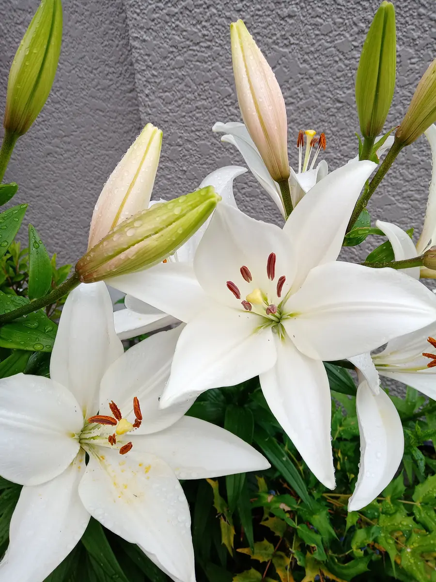立てば芍薬、座れば牡丹、歩く姿は百合の花｜園芸日記by百花繚乱
