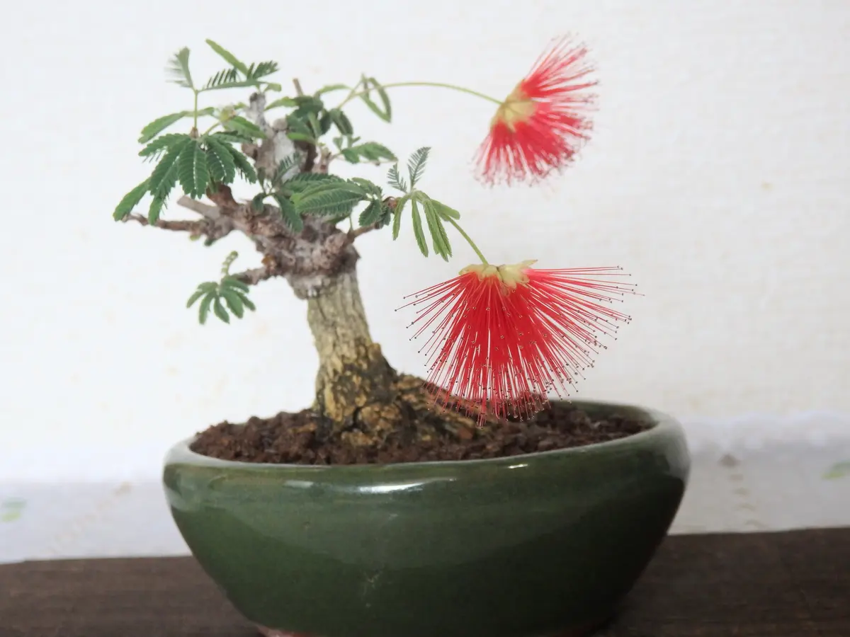 赤い花火🎆緋ネム咲きました。｜園芸日記bySakurasou｜みんなの