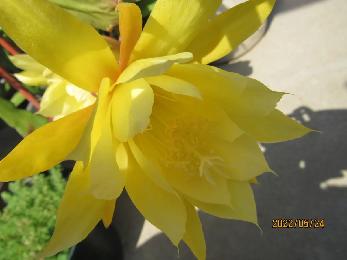 黄緑色の花 クジャクサボテン 接ぎ木 黄緑色の花 クジャクサボテン 接ぎ木