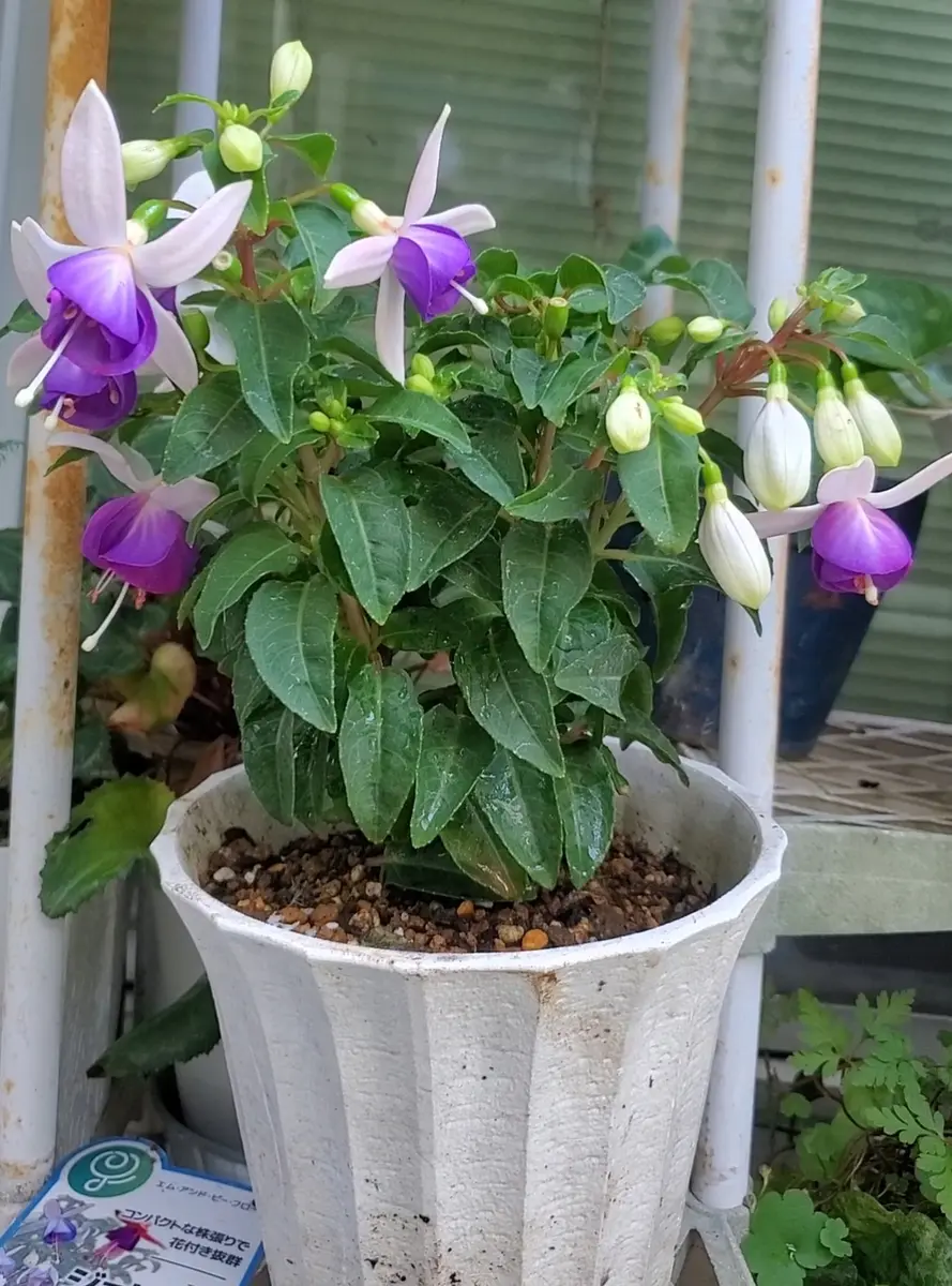 大人気 2日悩んだフクシア～*｜園芸日記byhanakon｜みんなの趣味の園芸 その他観葉植物