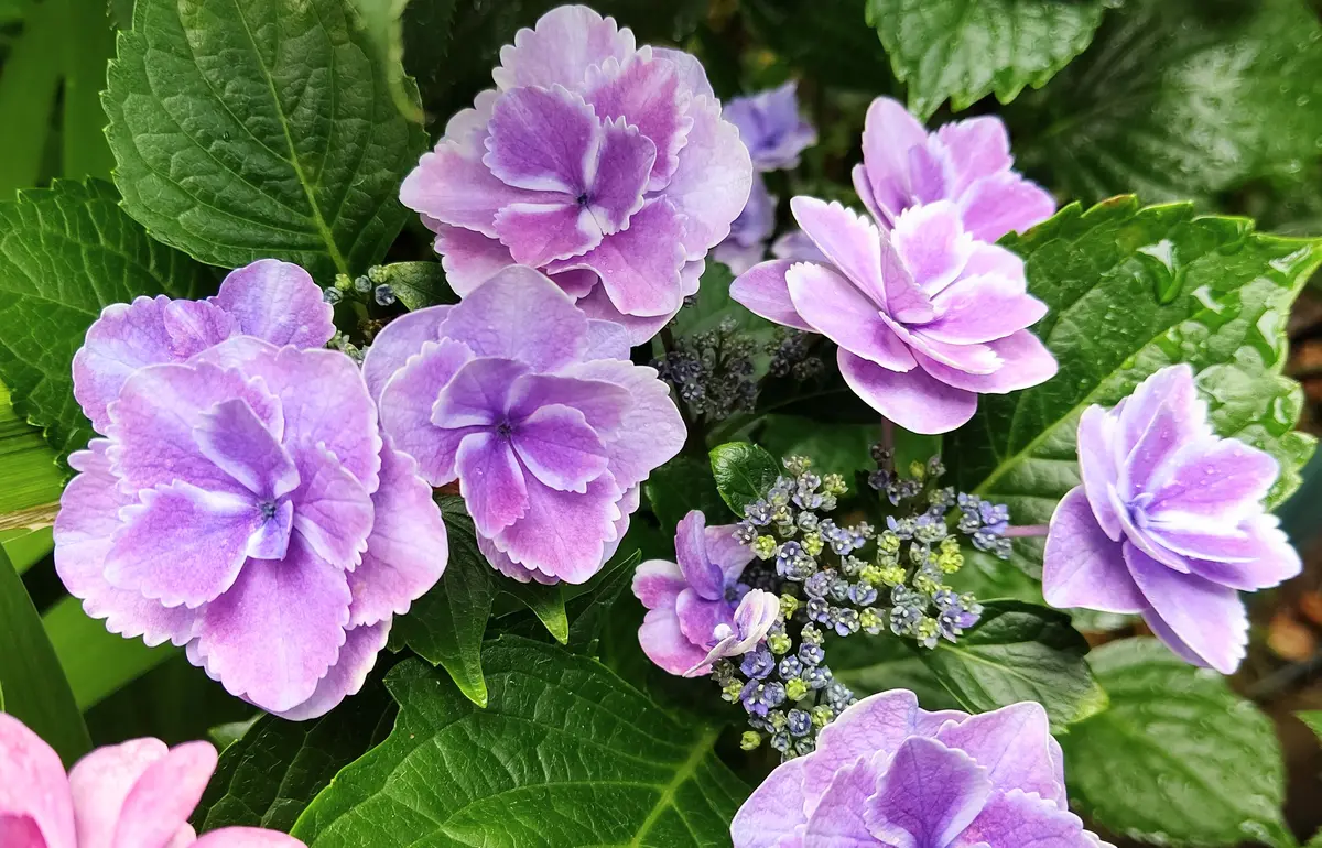 【来季用】　衣純千織　イズミチオリ 紫陽花 アジサイ 5年生 苗木 約40cm 来季用】 衣純千織 イズミチオリ 紫陽花 アジサイ 5年生 苗木 約40cm