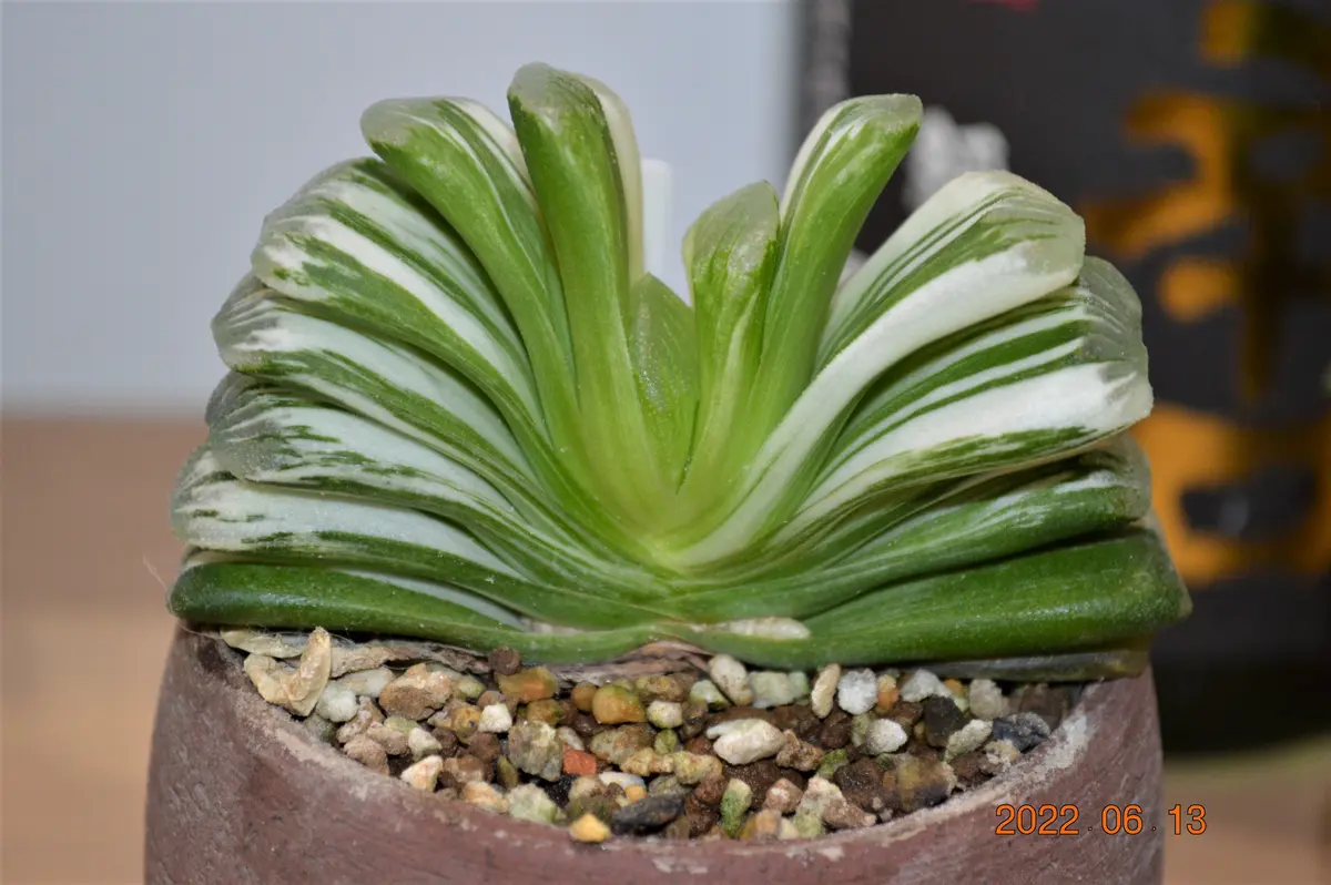 斑入りのハオルチア｜園芸日記by鹿せんべい｜みんなの趣味の園芸｜965689