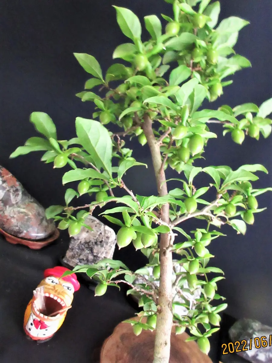 ビッシリと実をとめた老爺柿『楊貴妃』｜園芸日記bymeika｜みんなの