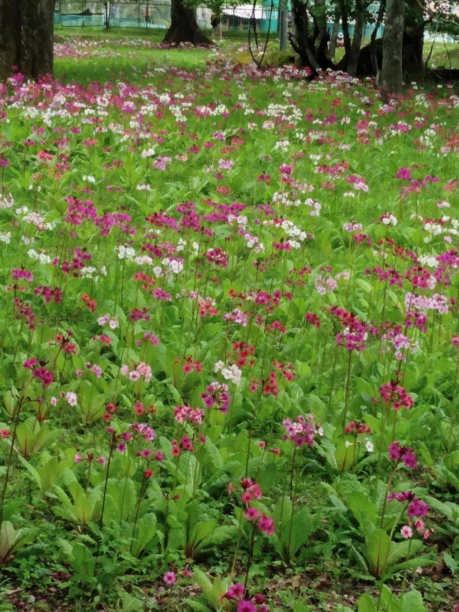 クリンソウ(九輪草)日光へ｜園芸日記byようべえ｜みんなの趣味の