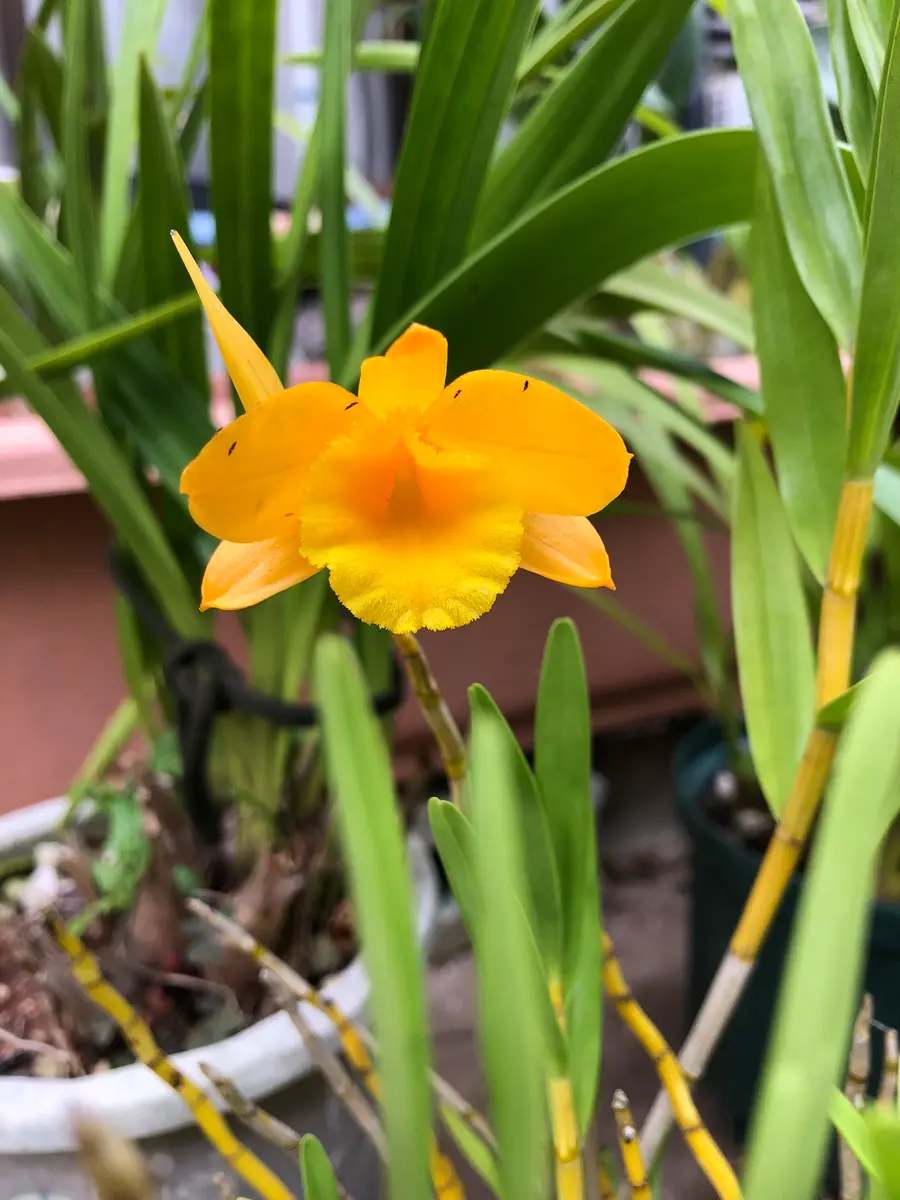 台湾セッコク｜園芸日記byキラkira｜みんなの趣味の園芸｜696786 台灣