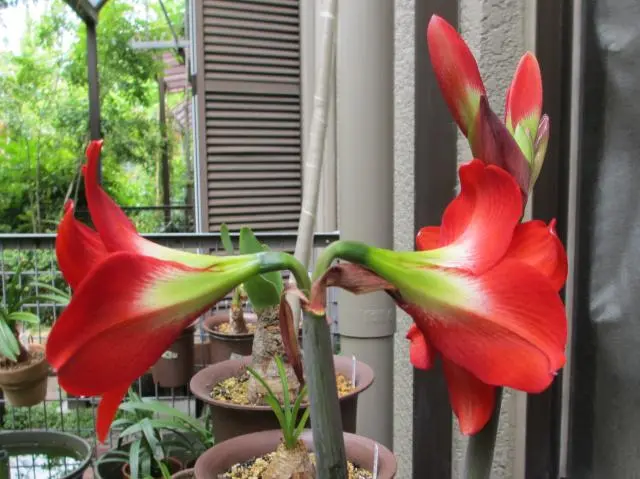 アマリリス「あかだるま」｜園芸日記byノブ｜みんなの趣味の園芸｜96734