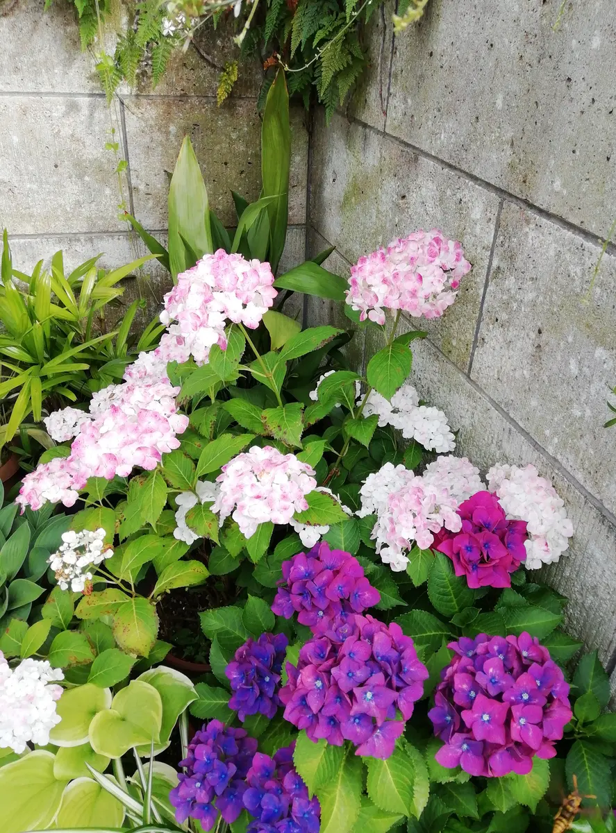 アジサイ(紫陽花)の色変化｜園芸日記by三日月｜みんなの趣味の園芸｜968055