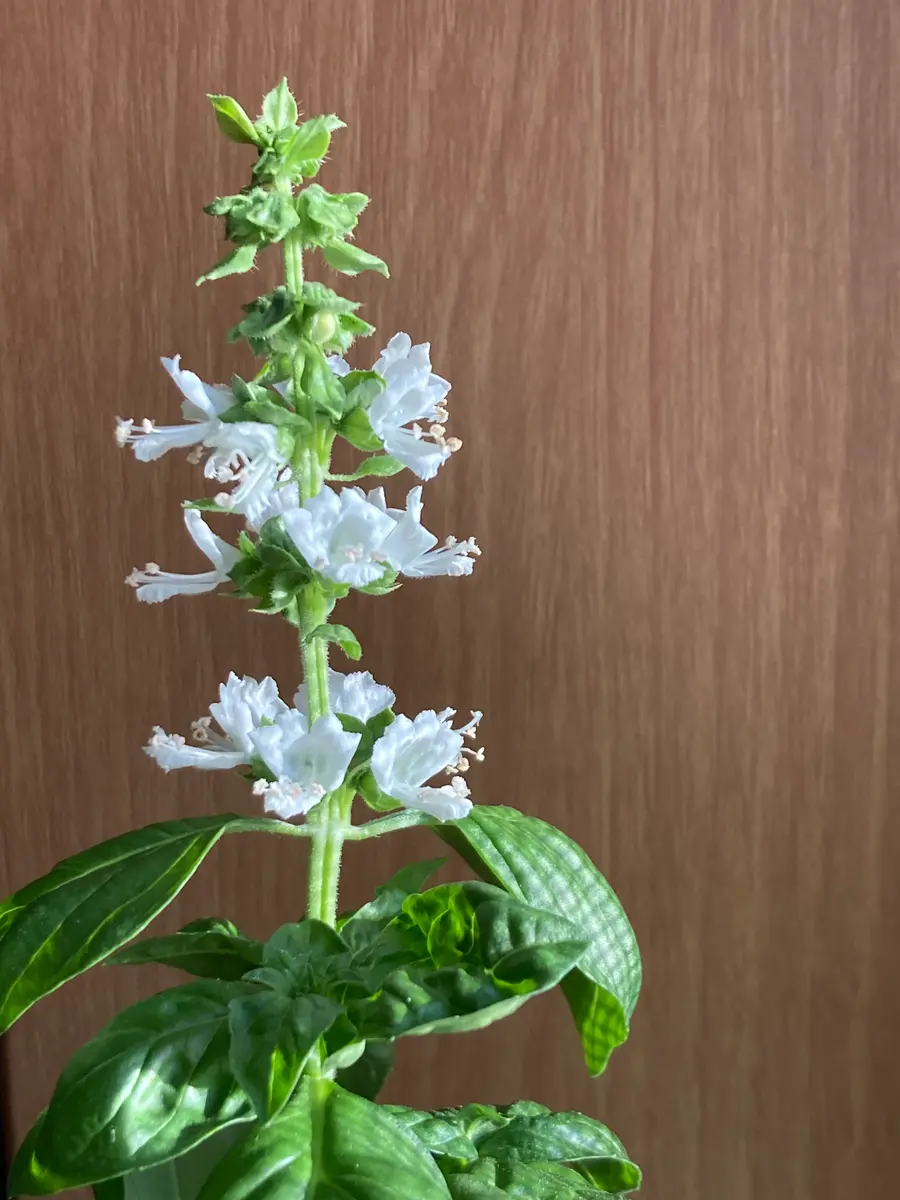 バジルの花🌱｜園芸日記byナスビー｜みんなの趣味の園芸｜969003